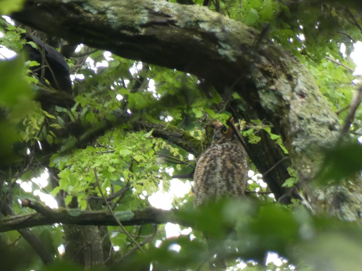 Great Horned Owl - Elliot Dziedzic