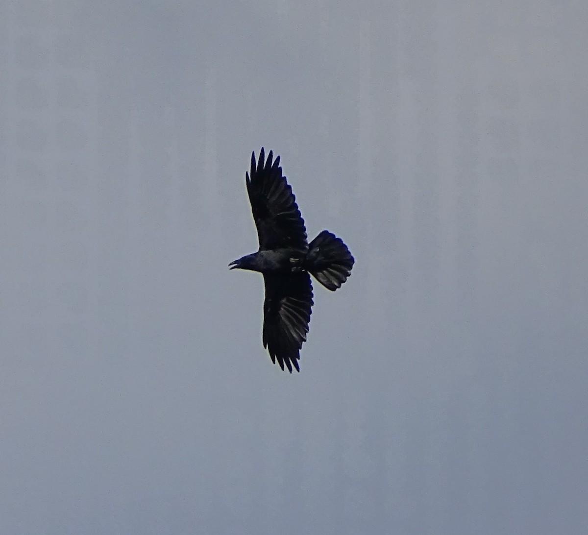 Common Raven - ML620044690
