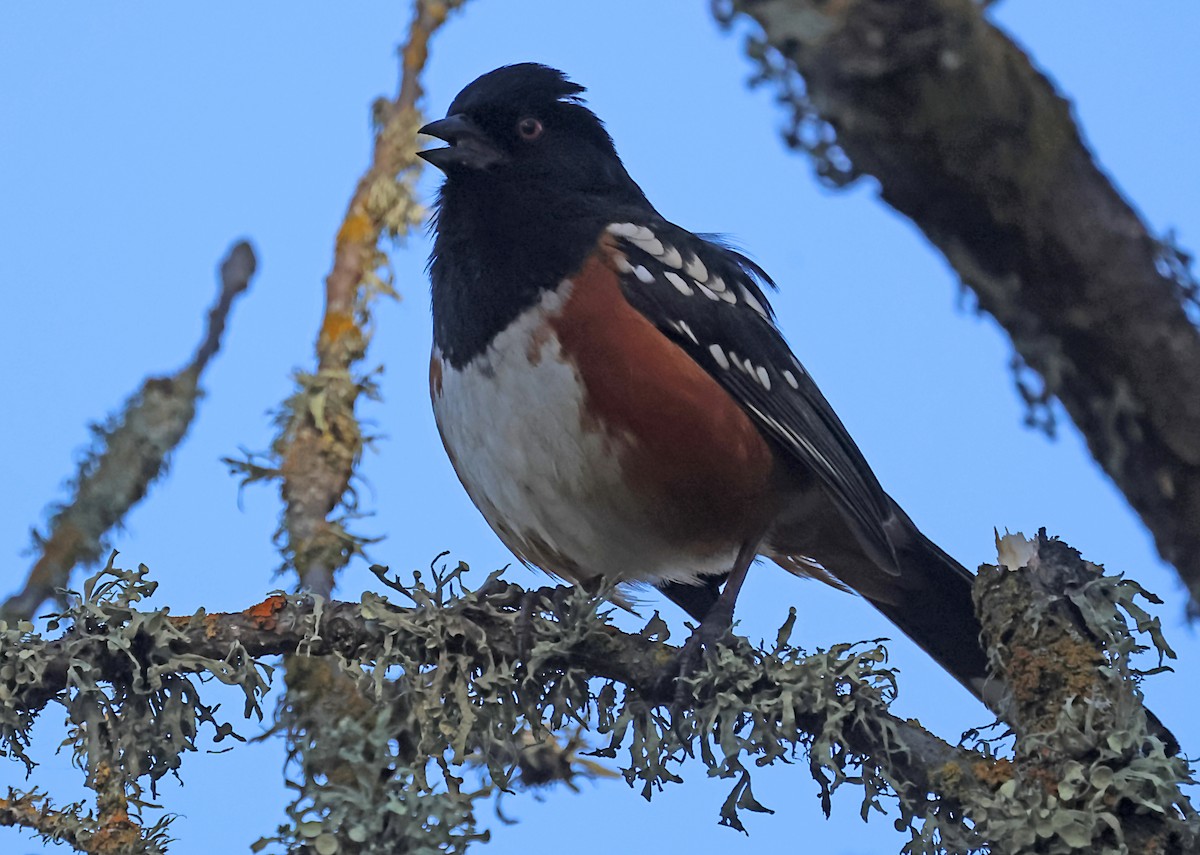 Spotted Towhee - ML620044691