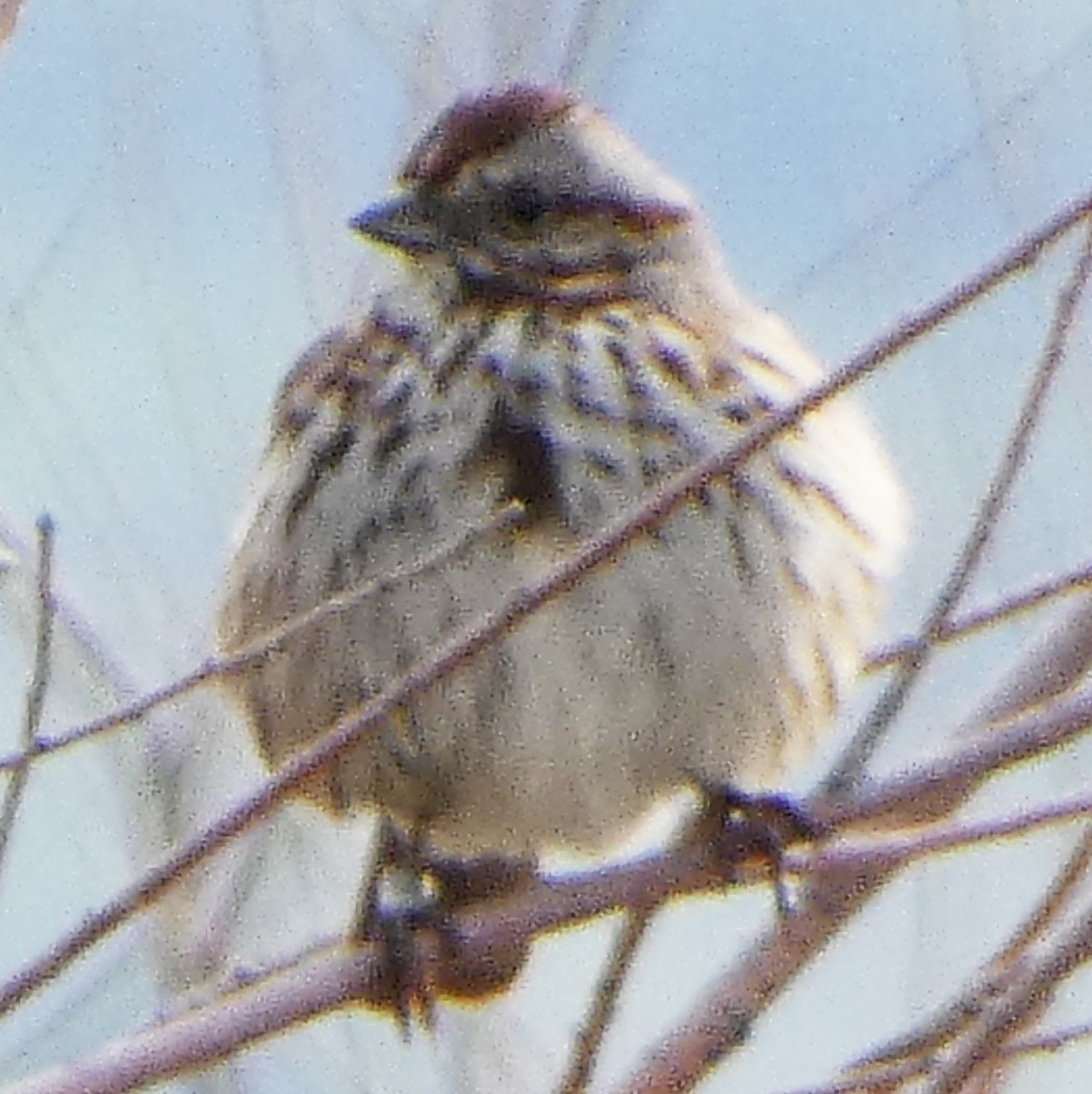 Song Sparrow - ML620044709