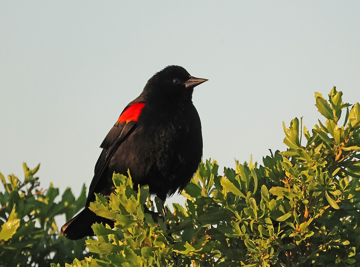 Red-winged Blackbird - ML620044711