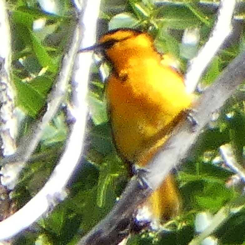 Bullock's Oriole - ML620044719