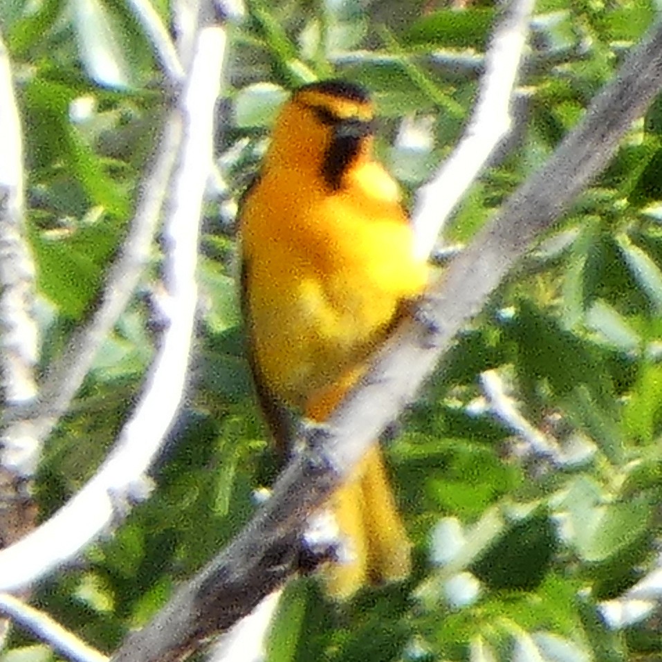 Bullock's Oriole - ML620044732