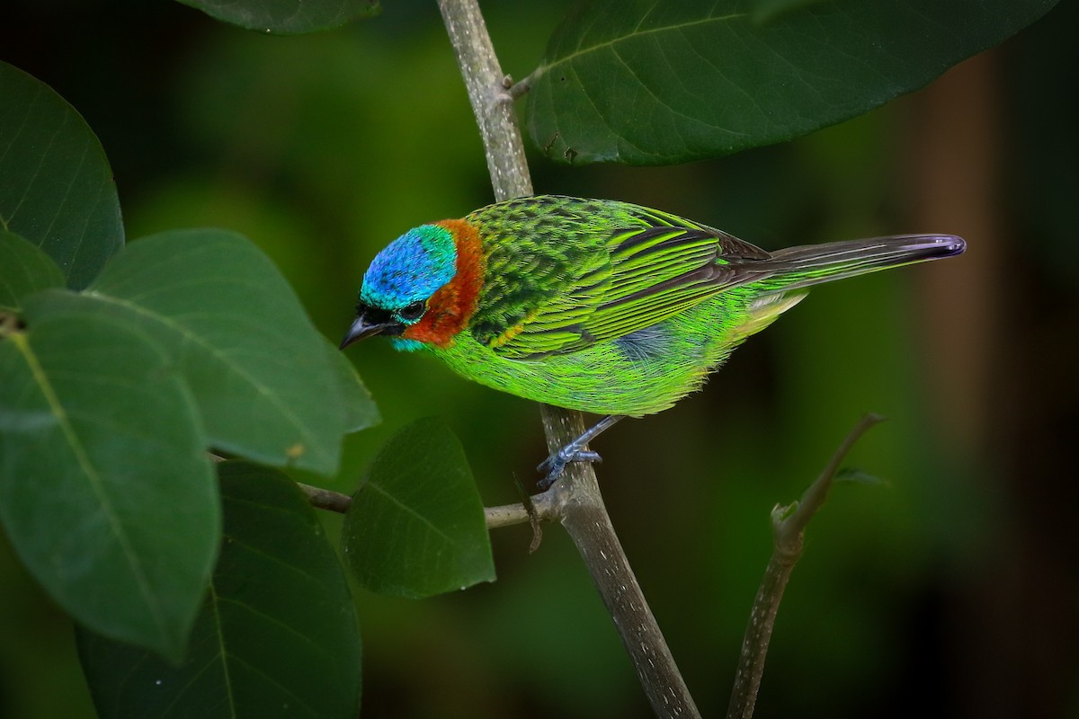 Red-necked Tanager - ML620044745