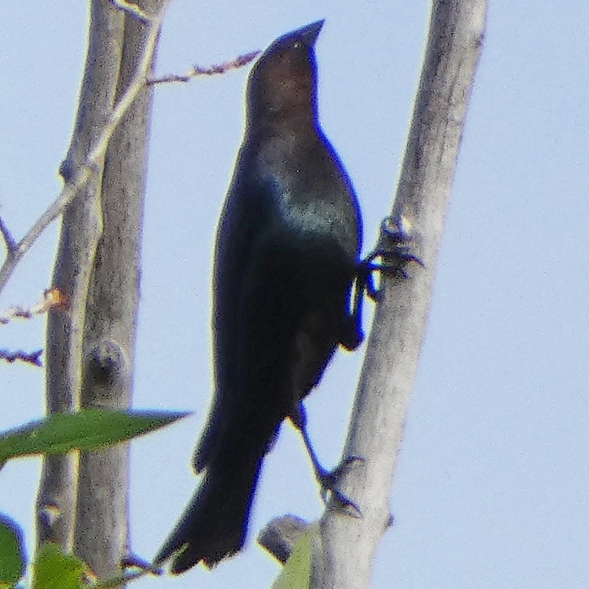 Brown-headed Cowbird - ML620044748