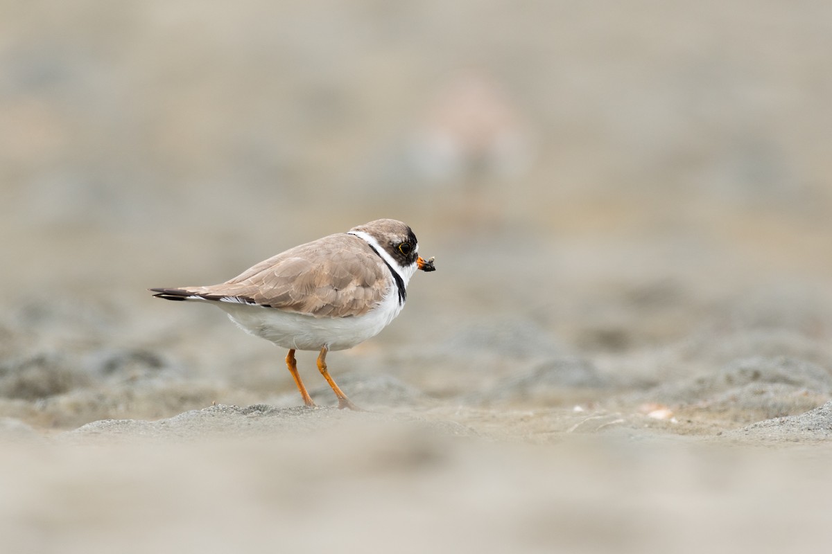 Semipalmated Plover - ML620044762
