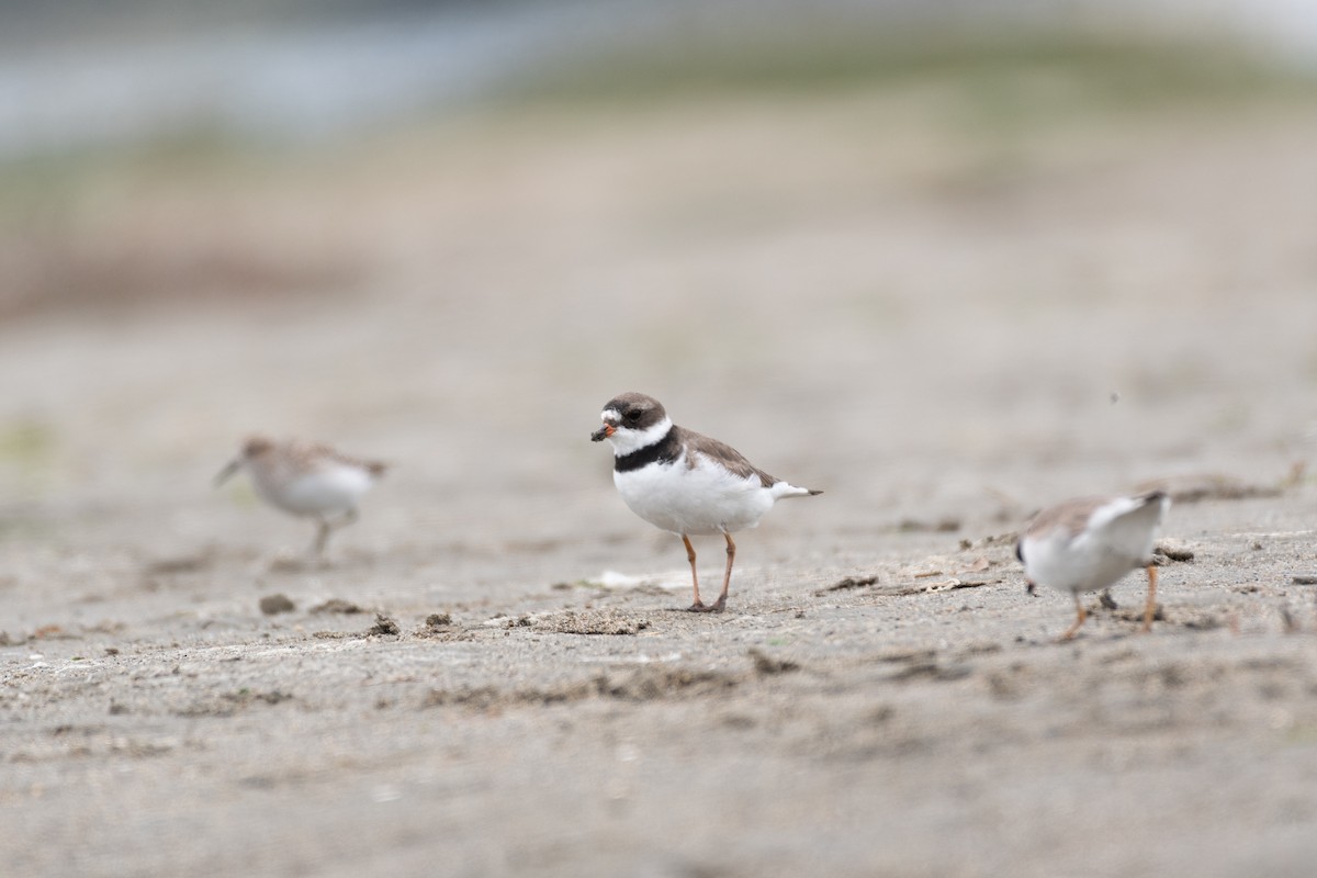 Semipalmated Plover - ML620044768