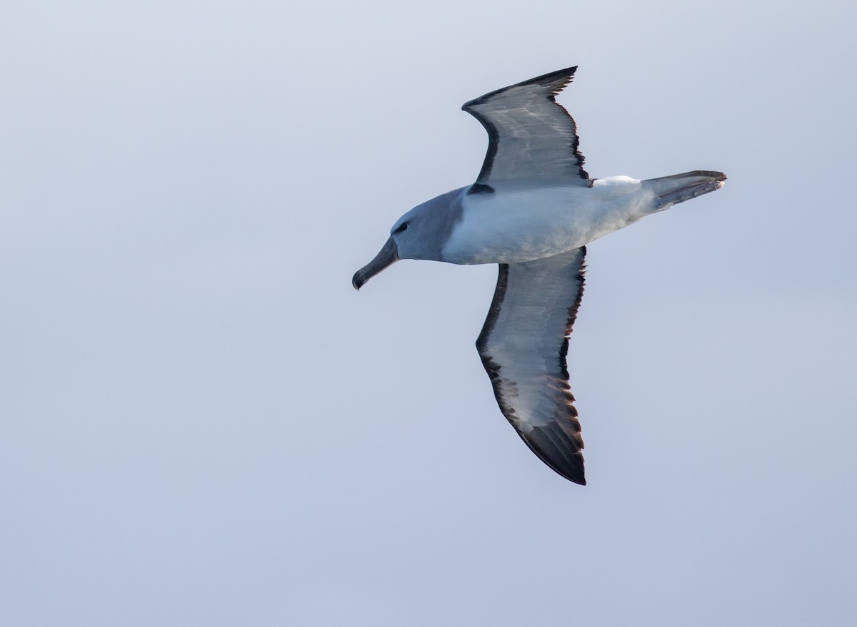 albatros snarský - ML620044784