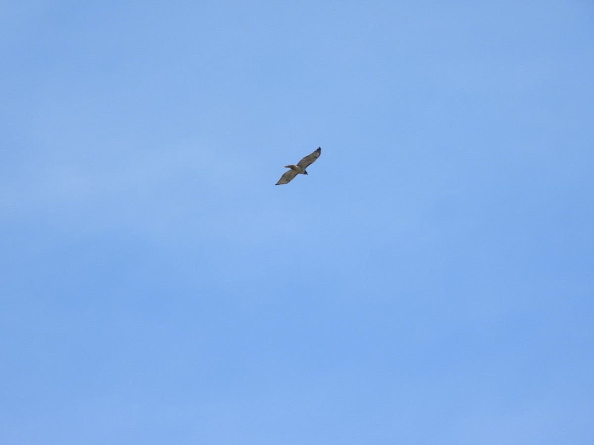 Red-tailed Hawk - ML620044787