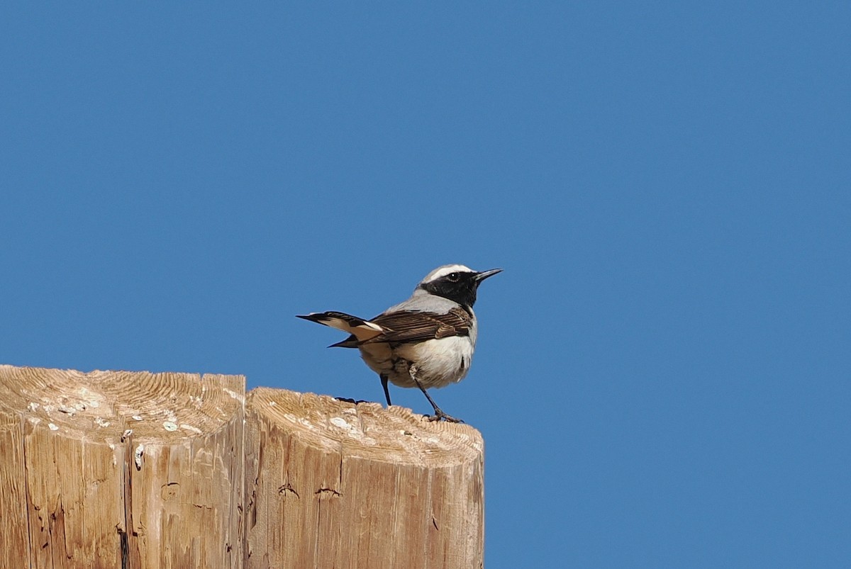 Atlas Wheatear - ML620044806