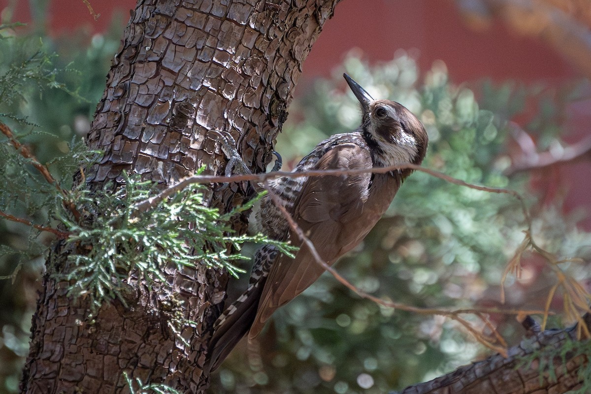 Arizona Woodpecker - ML620044808