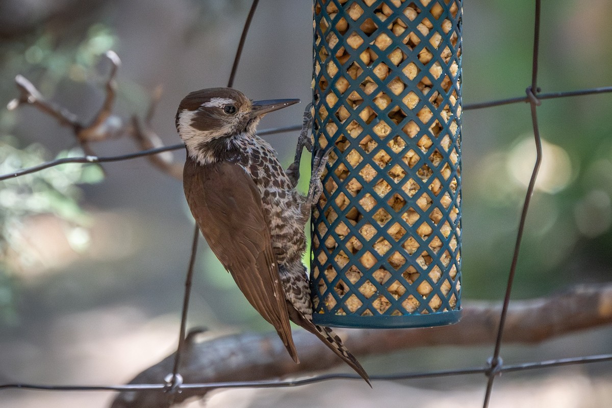 Arizona Woodpecker - ML620044809