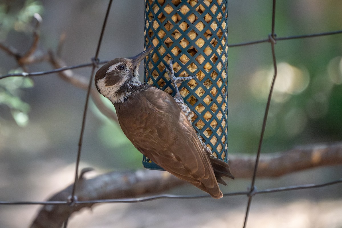 Arizona Woodpecker - ML620044816