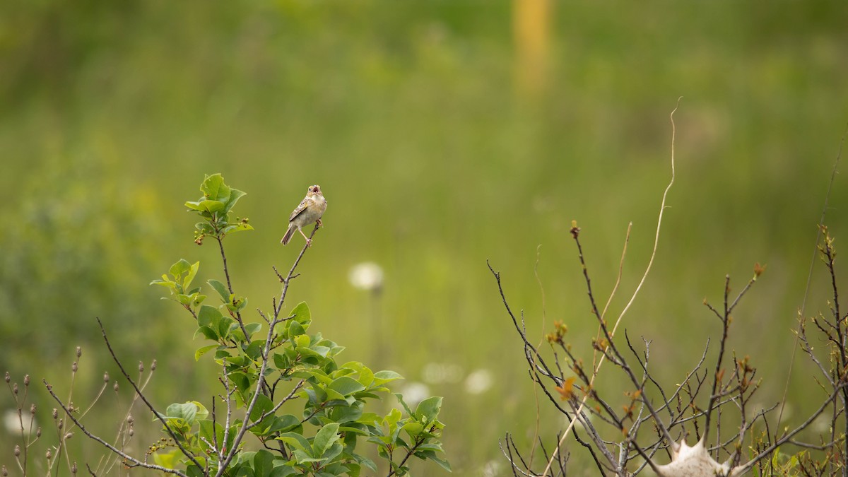 Grasshopper Sparrow - ML620044819