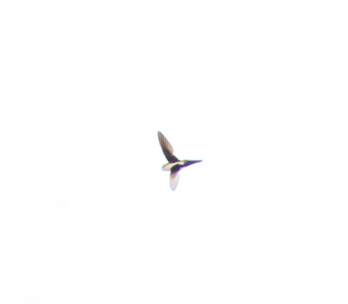 White-throated Swift - ML620044827