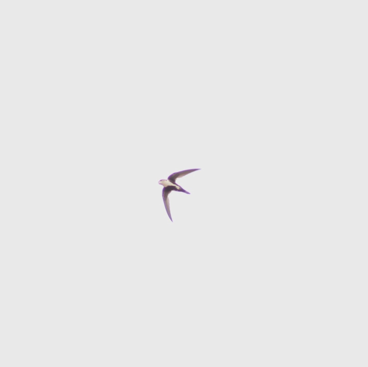 White-throated Swift - ML620044828