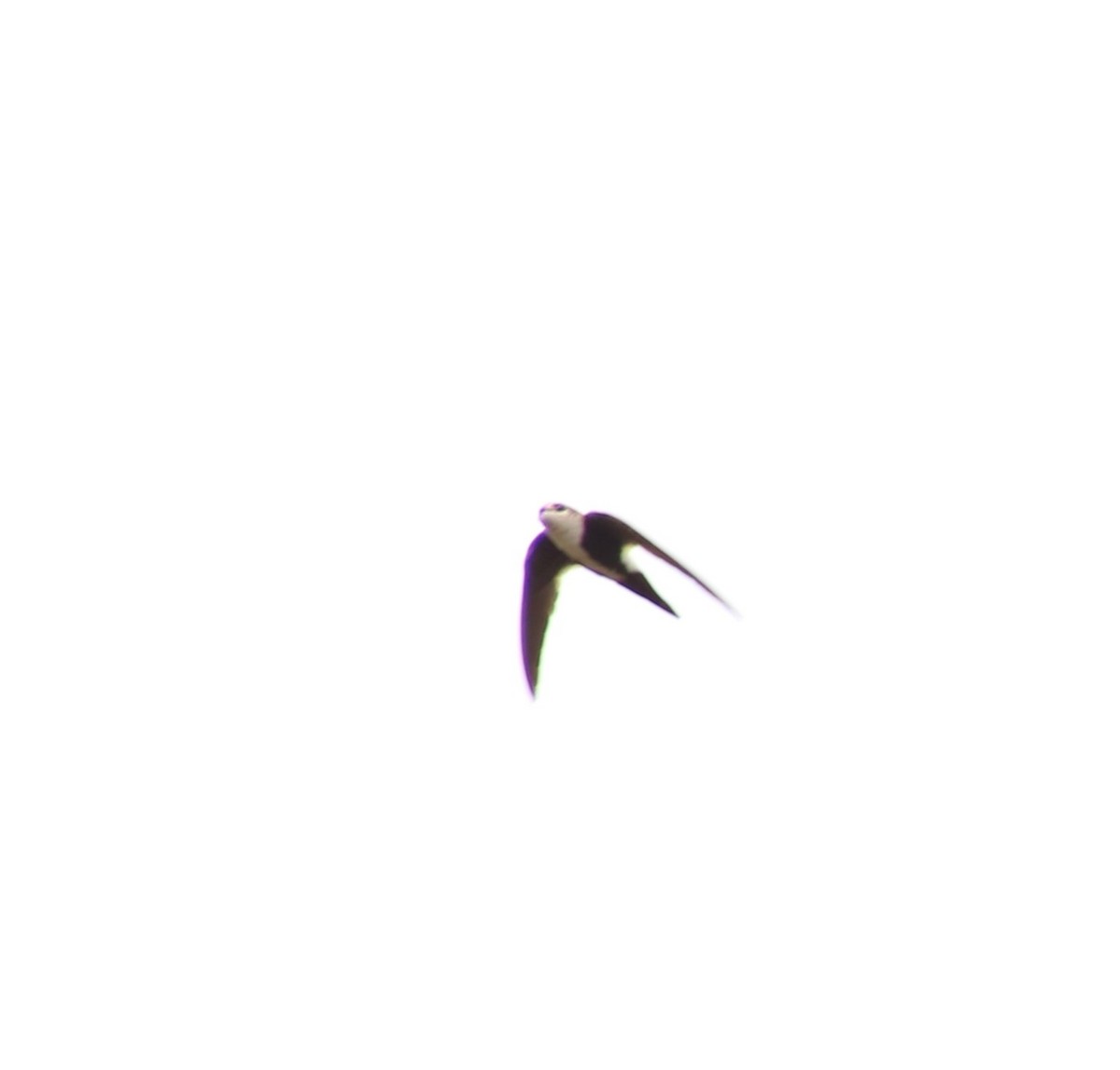 White-throated Swift - ML620044829