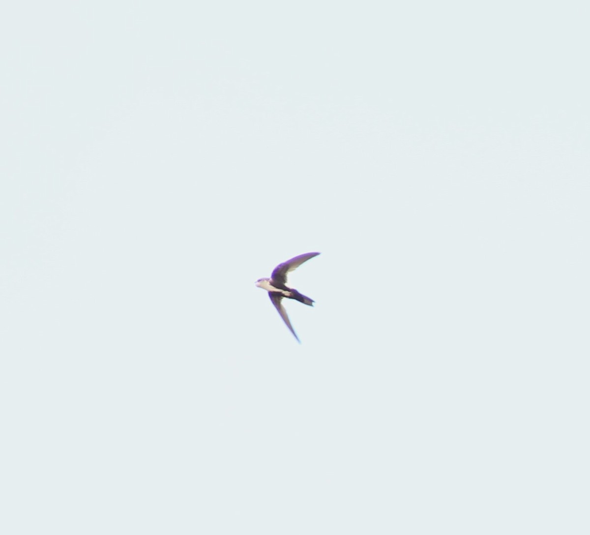 White-throated Swift - ML620044830