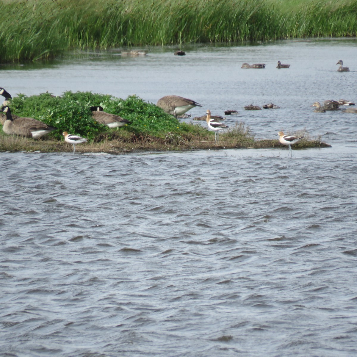 Avocette d'Amérique - ML620044836