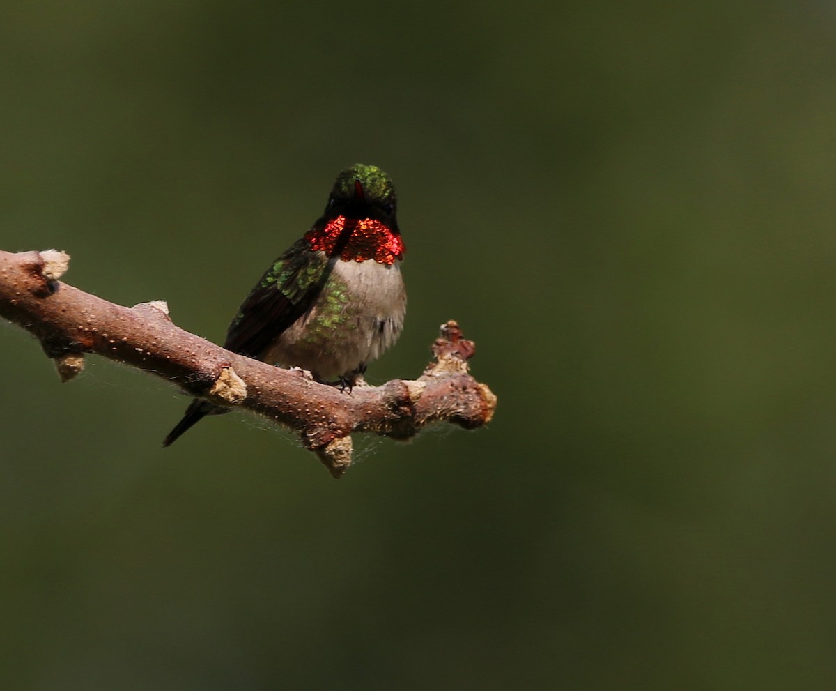 Ruby-throated Hummingbird - ML620044838