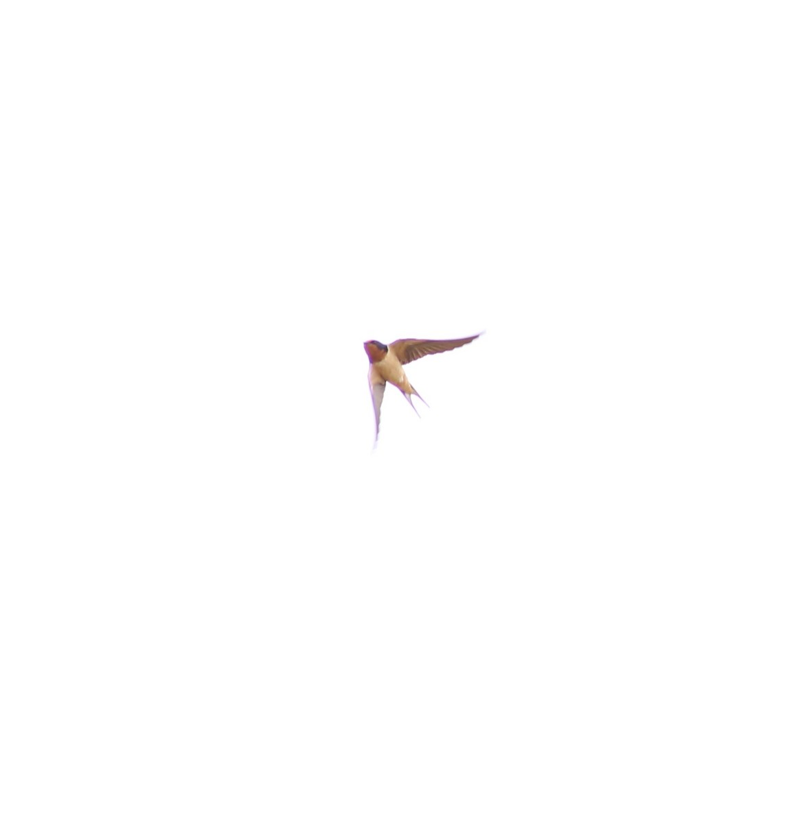 Barn Swallow - ML620044839