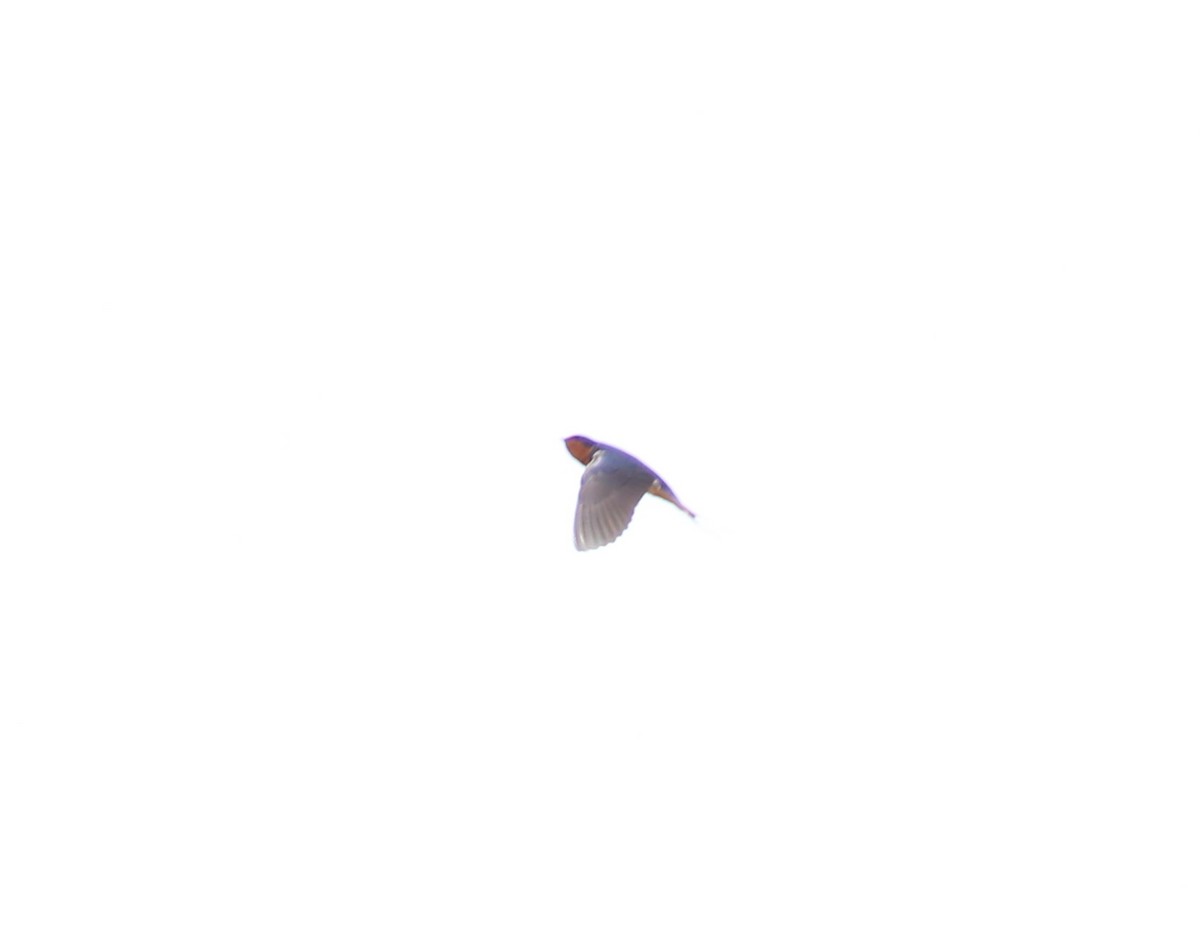 Barn Swallow - ML620044840