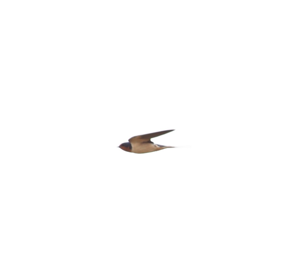 Barn Swallow - ML620044841