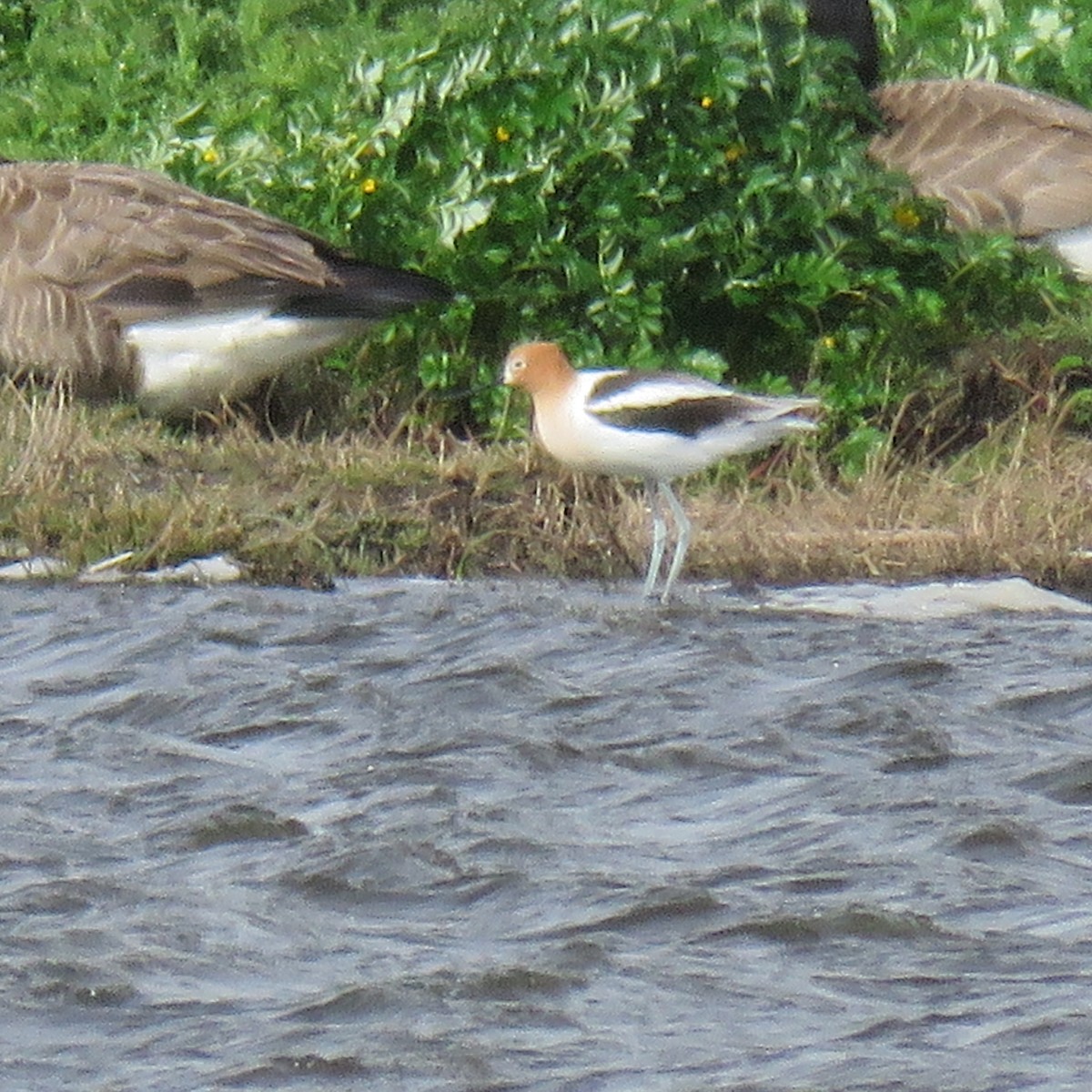 Avocette d'Amérique - ML620044843