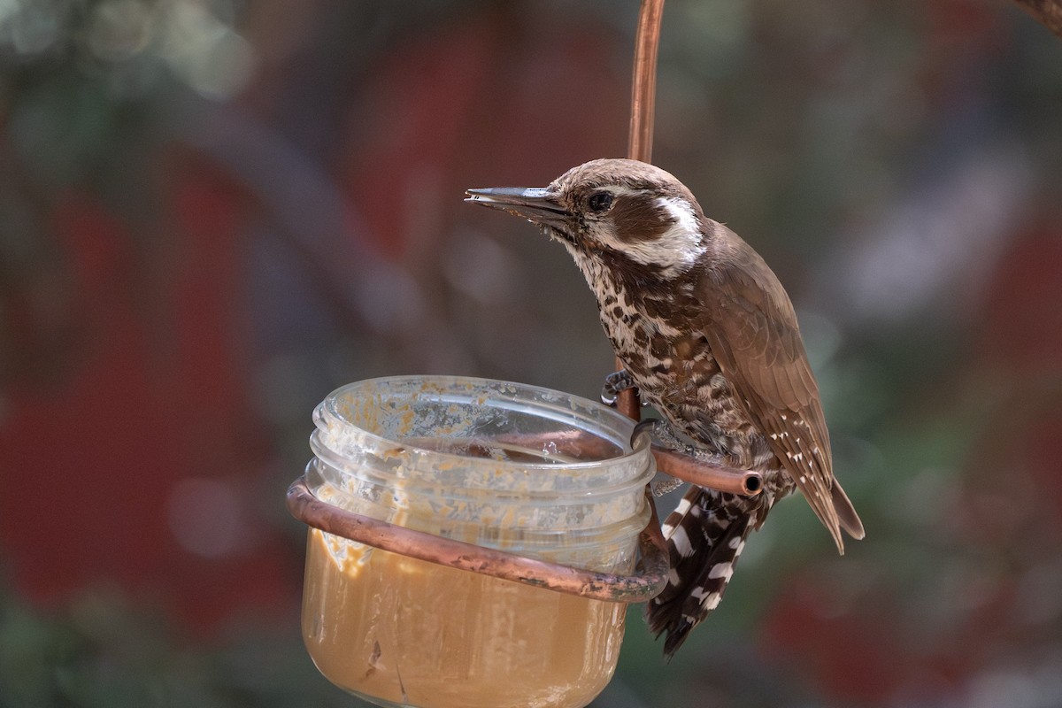 Arizona Woodpecker - ML620044847