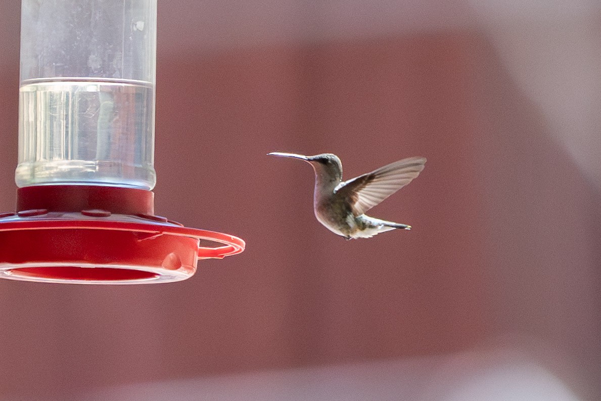 Black-chinned Hummingbird - ML620044859