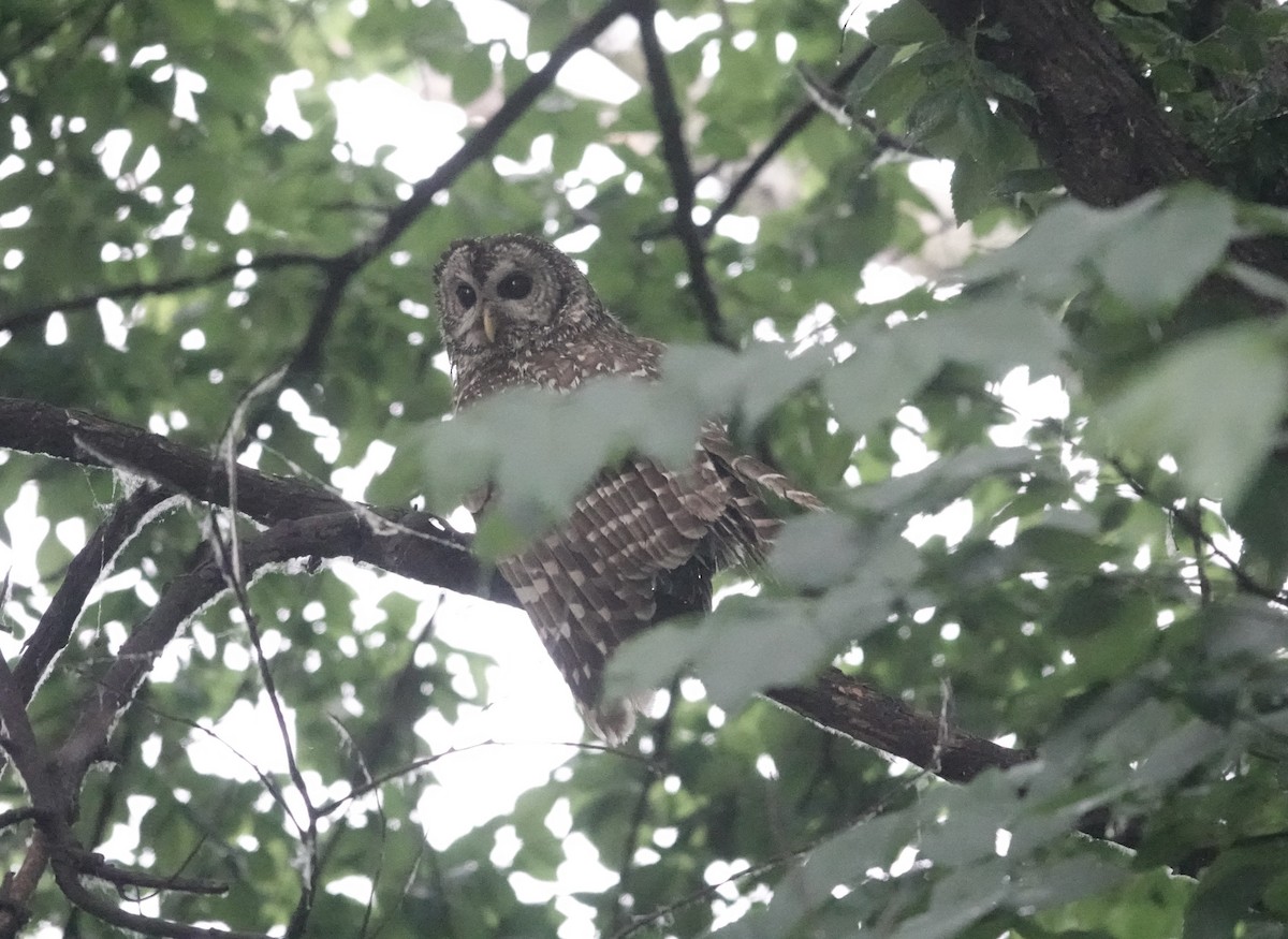 Barred Owl - ML620044860