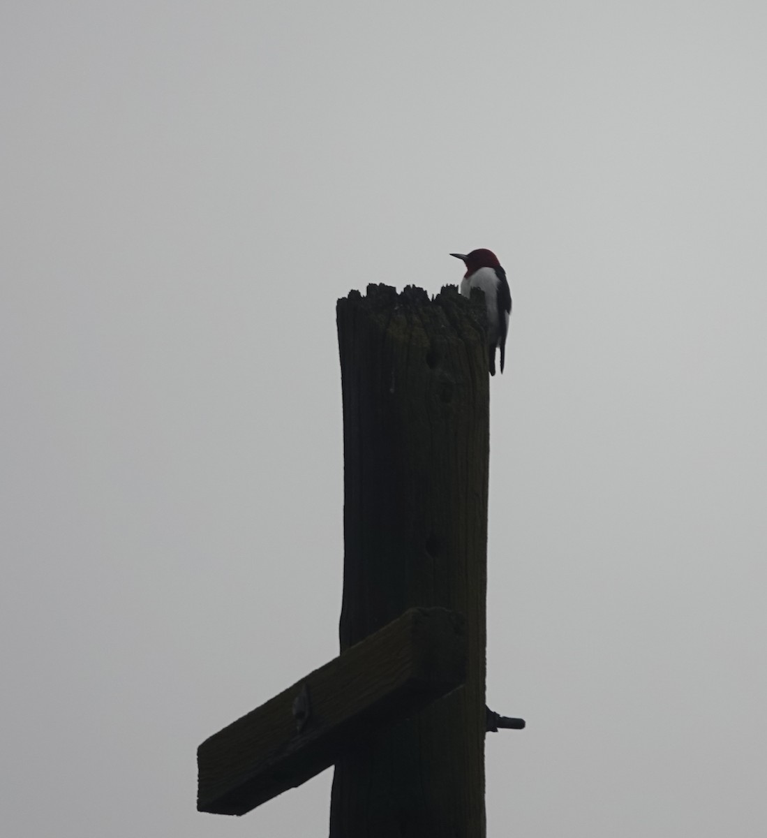 Red-headed Woodpecker - ML620044861