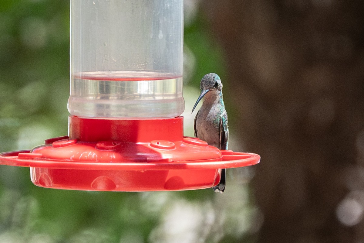 kolibřík skvostný - ML620044863