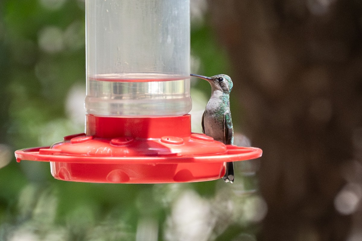 kolibřík skvostný - ML620044866