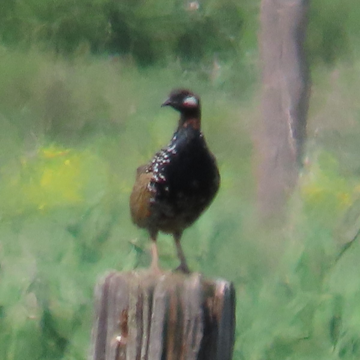 Black Francolin - ML620044868