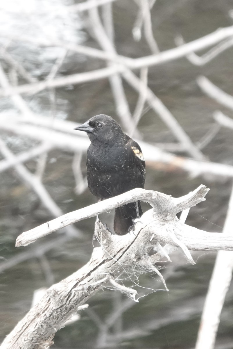 Red-winged Blackbird - ML620044869