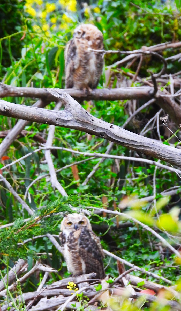 Great Horned Owl - ML620044880