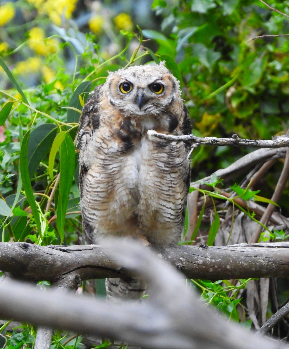 Great Horned Owl - ML620044884