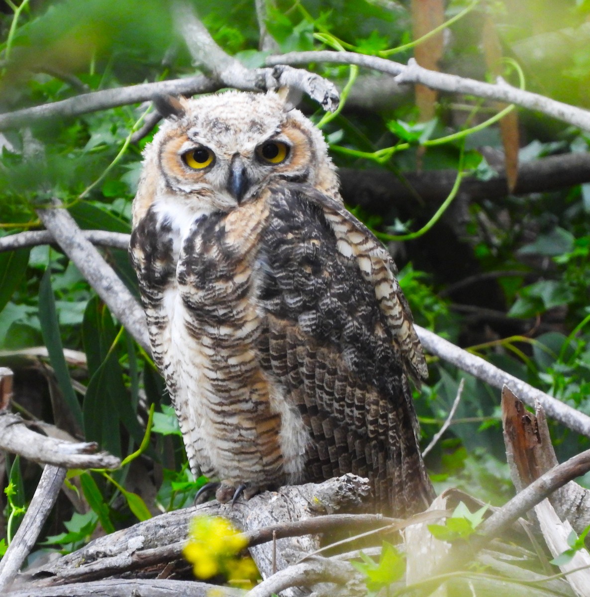 Great Horned Owl - ML620044885
