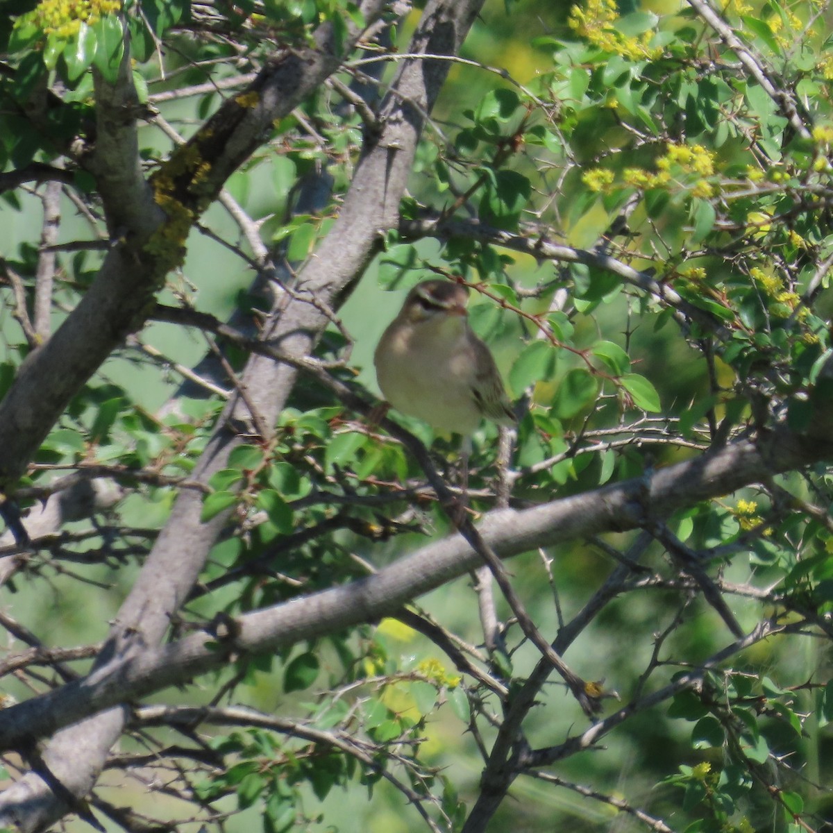 Rufous-tailed Scrub-Robin - ML620044897