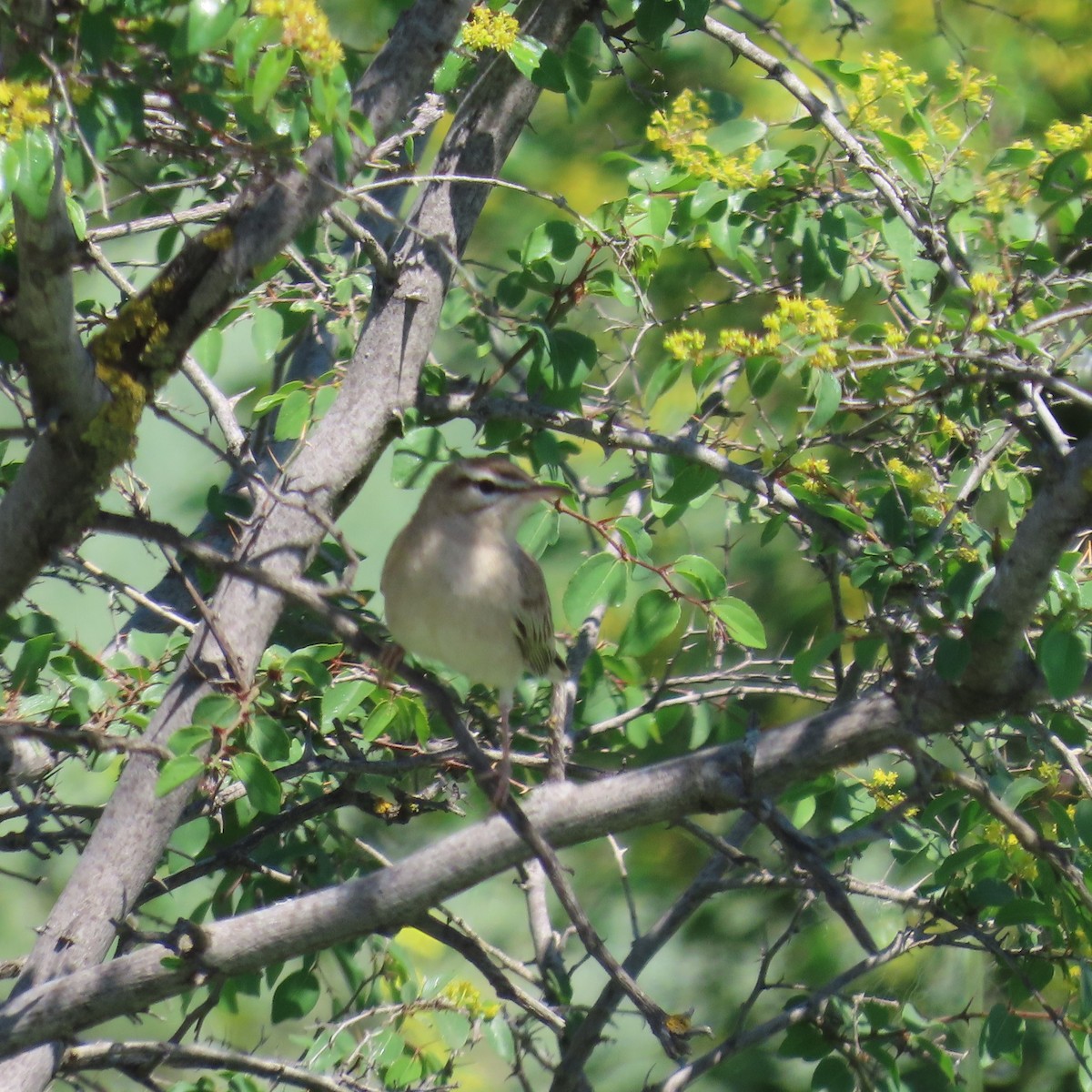 Rufous-tailed Scrub-Robin - ML620044898