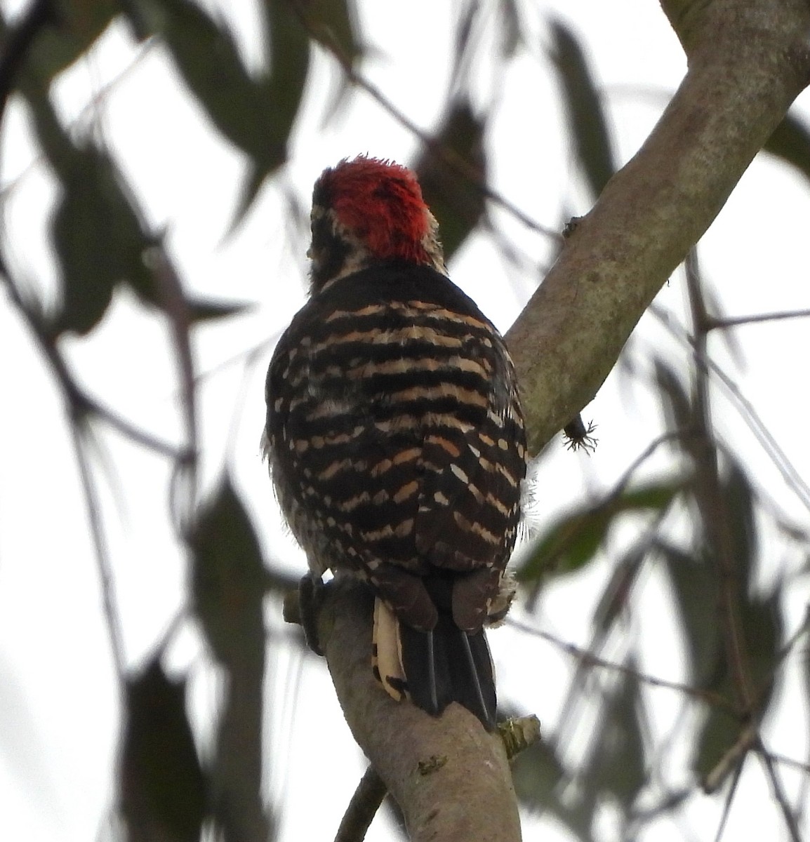 Nuttall's Woodpecker - ML620044919