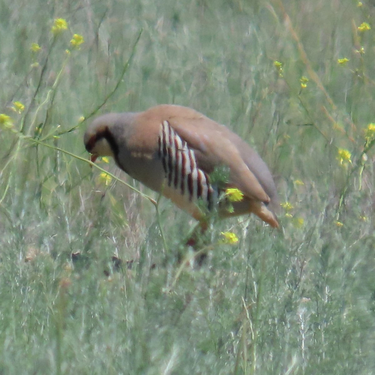 Chukar - ML620044922