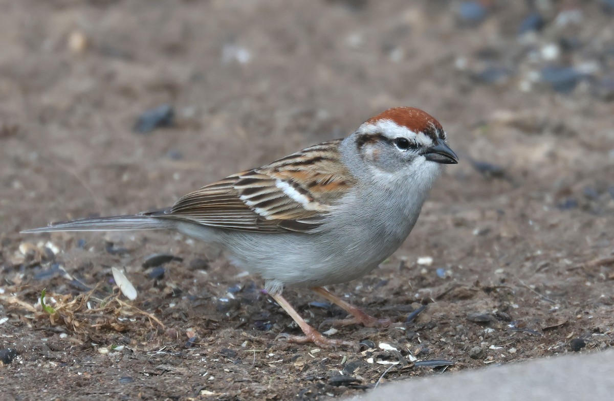 Chipping Sparrow - ML620044941