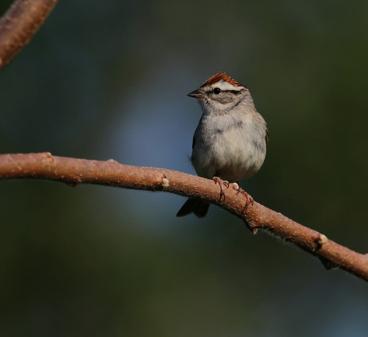 Chipping Sparrow - ML620044943