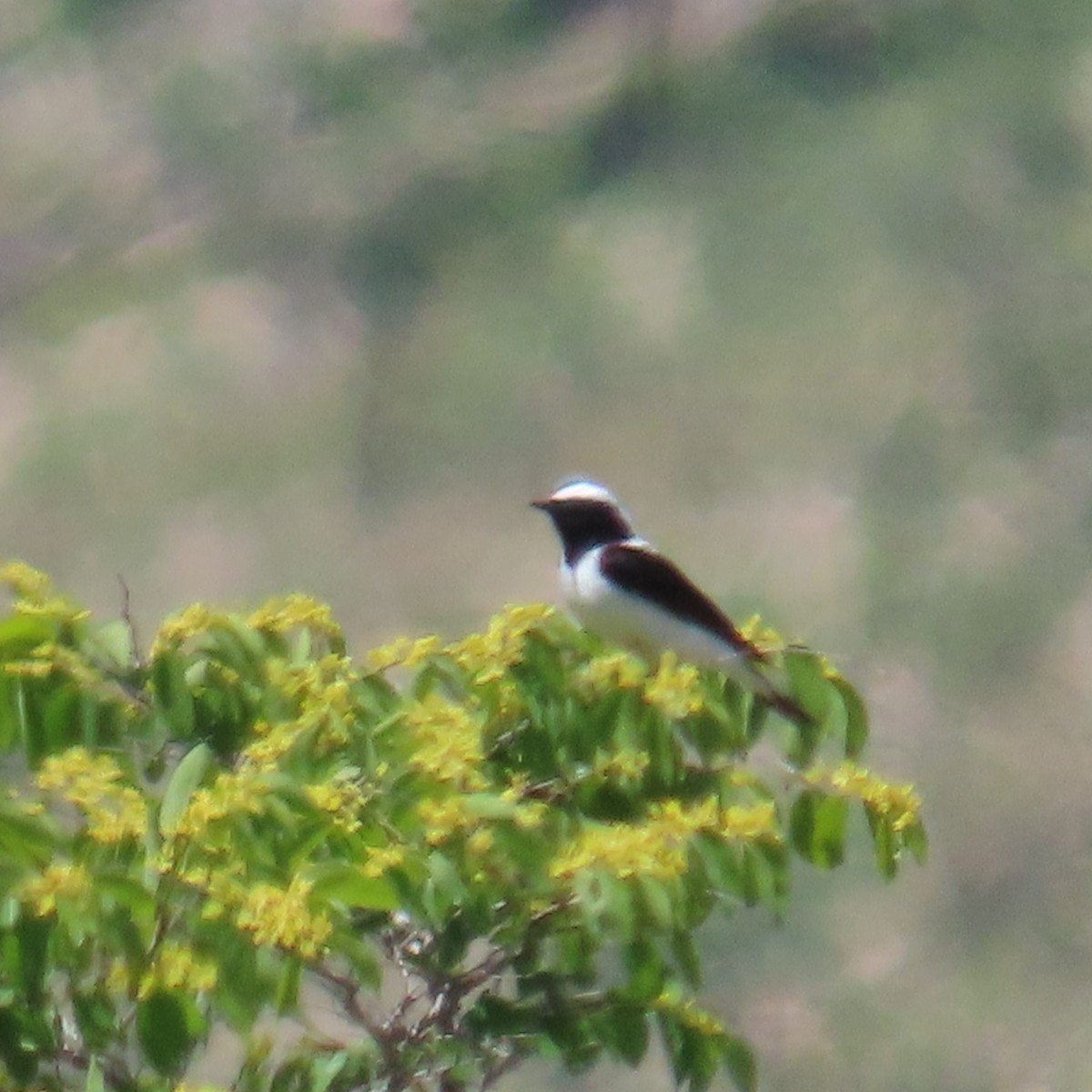 Eastern Black-eared Wheatear - Mackenzie Goldthwait