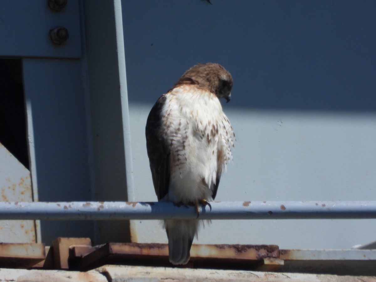 Red-tailed Hawk - ML620044959