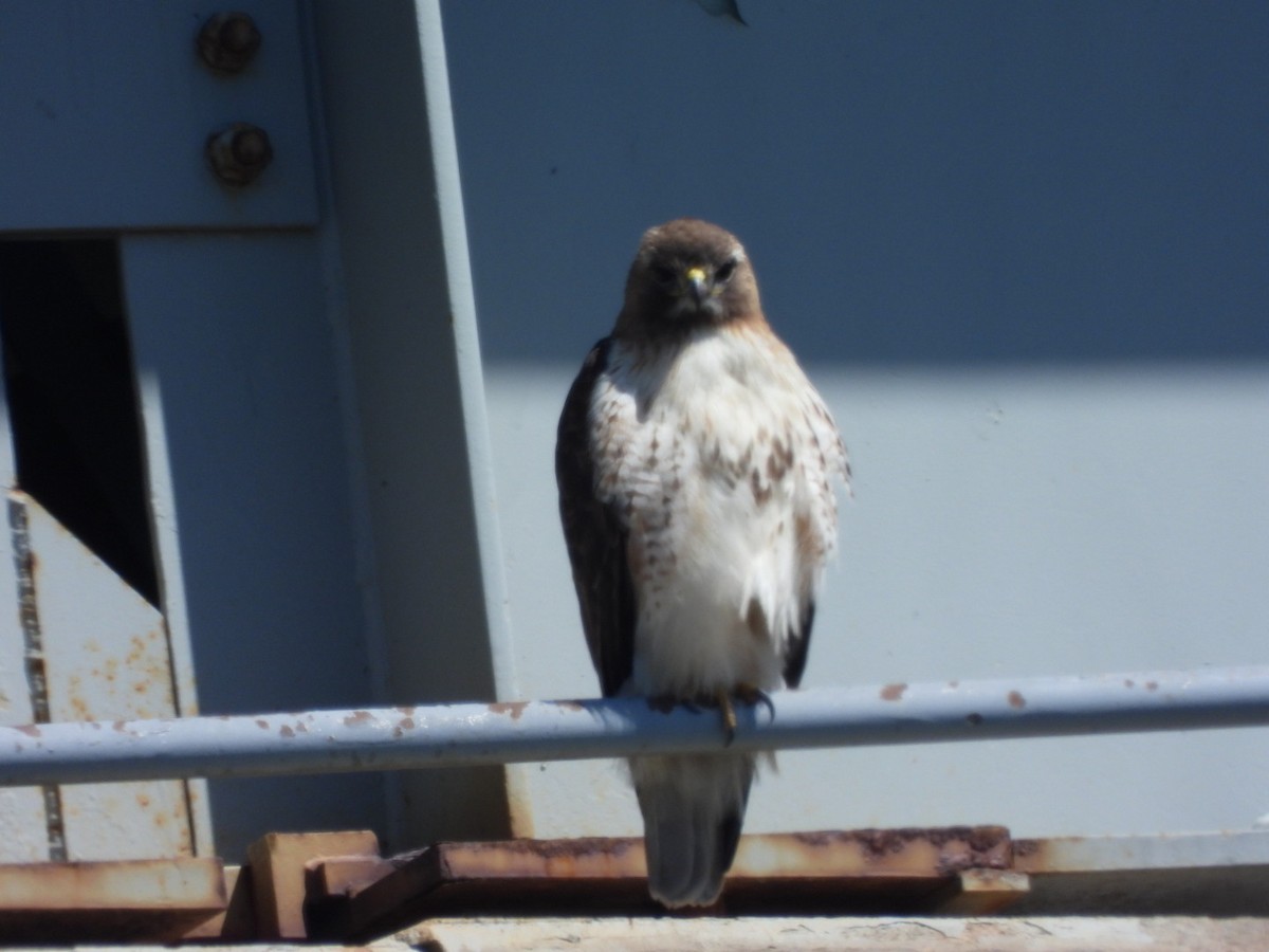 Red-tailed Hawk - ML620044961