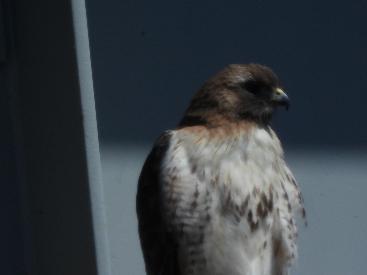 Red-tailed Hawk - ML620044963