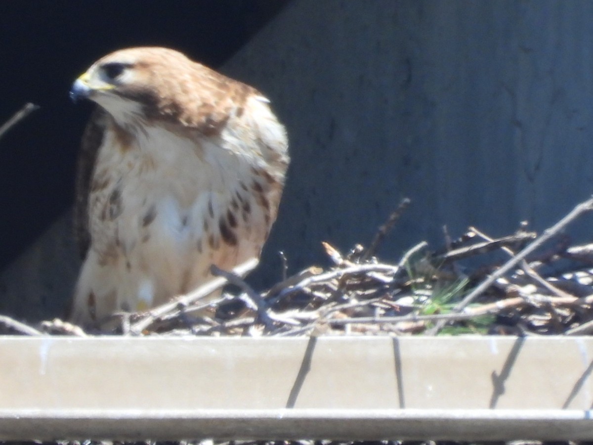 Red-tailed Hawk - ML620044968